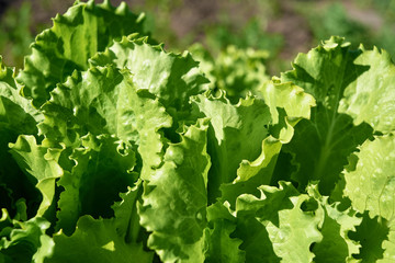 Green lettuce plant growing on garden bed in sunny summer day, copy space. Natural background, close up