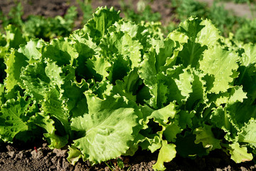 Green lettuce plant growing on garden bed in sunny summer day, copy space. Natural background, close up