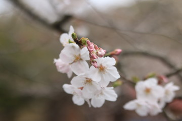 桜