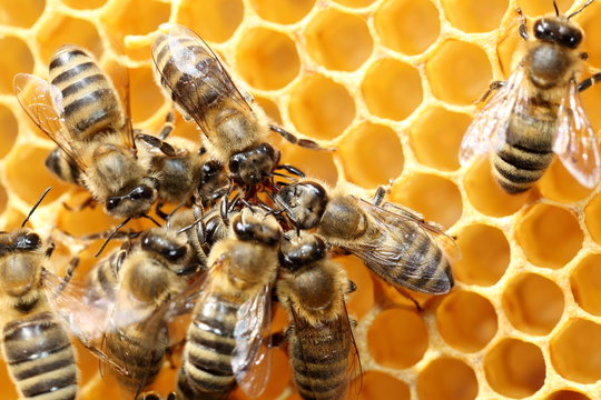 Honigbienen kommunizieren miteinander