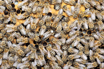 Bienenvolk auf Wabe mit Königin