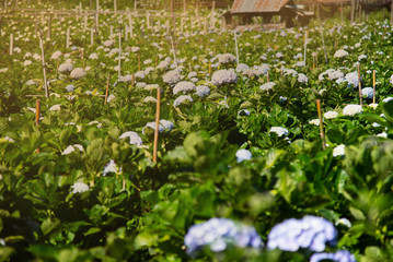 Blue Hydrangea Hydrangea macrophylla or Hortensia flower in the Garden