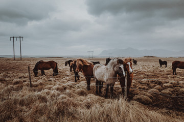 Iceland - Horse