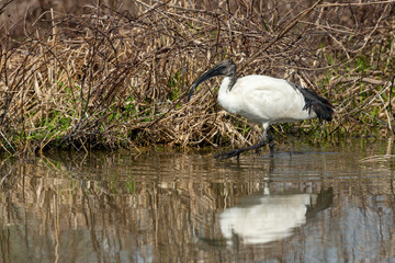 Ibis sacro in palude