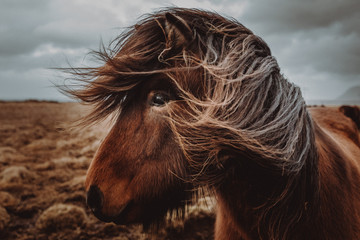 Iceland - Horse © Sio Motion