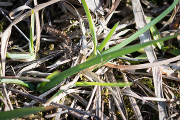 Small spider in grass.