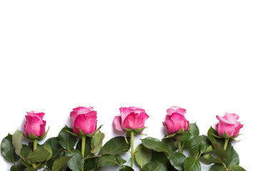 Pink roses isolated on white background. Top view