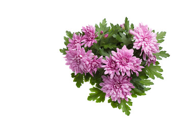 Purple or pink chrysanthemum flowers isolated on white background