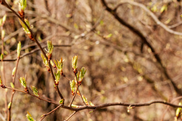Branch of tree with bud, spring background, first green.