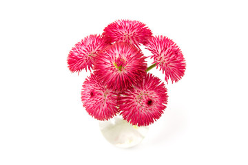 Gänseblümchen (Bellis perennis) © womue