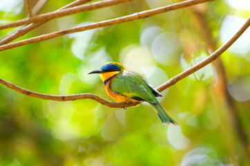 Bee-eater bird near Babogaya lake in Ethiopia, February 2019
