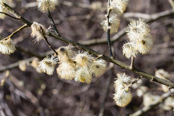 Salix caprea - willow flower in detail.