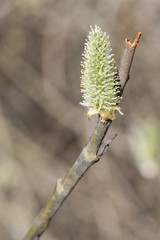Salix caprea - willow flower in detail.