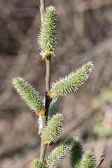 Salix caprea - willow flower in detail.