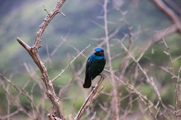 Cape glossy starling (Lamprotornis nitens) blue bird with yellow eye perched in bush with bright green background