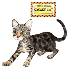 Sokoke cat. The cat collection. Watercolor illustration. Cats breed collection. Pet. Illustration for design, decor, printing.