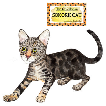 Sokoke cat. The cat collection. Watercolor illustration. Cats breed collection. Pet. Illustration for design, decor, printing.