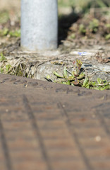 Veronica chamaedrys and a portion of the metal lid from the channel.