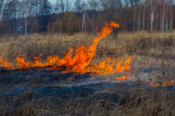 Fire in the steppe. The fire spreads quickly due to strong wind.