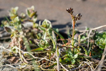 Luzula campestris - flower grass plants.