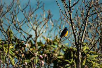 bird on a branch