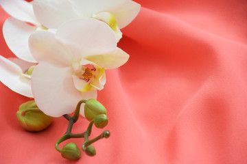 White orchid flower on coral textile background. Beautiful white orchid on a coral background. Color trend of the year 2019: Living Coral. Fashionable trendy color of spring-summer 2019 season.
