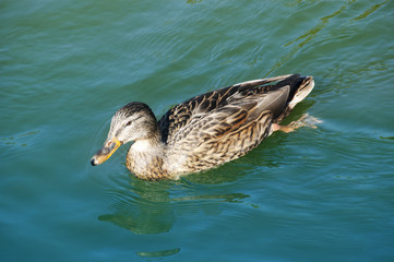 Gray duck, close and personal look in the water