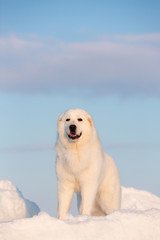 Gorgeous and happy maremmano abruzzese dog standing on ice floe and snow on the frozen sea background at sunset