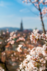 Frühlingsmorgen in Bern mit Berner Münster und Altstadt