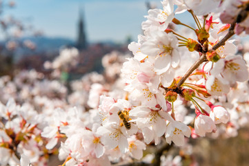 Fototapeta premium Frühlingsmorgen in Bern mit Berner Münster und Altstadt
