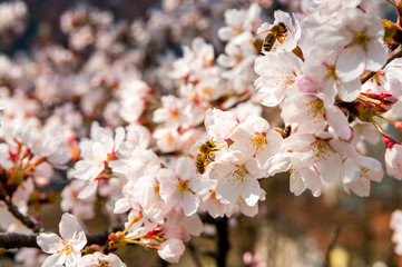 wunderbarer Frühlingsmorgen in Bern während der Kirschblüte mit Berner Münster und Altstadt