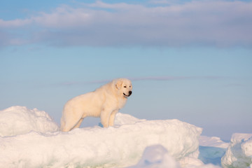 Beautiful and free maremmano abruzzese dog standing on ice floe and snow on the frozen sea background at sunset