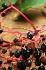 Sambucus ft8107_1319 Holunder Sambuco