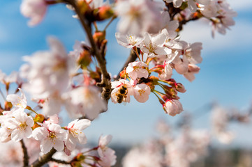 Kirschblüte mit Biene