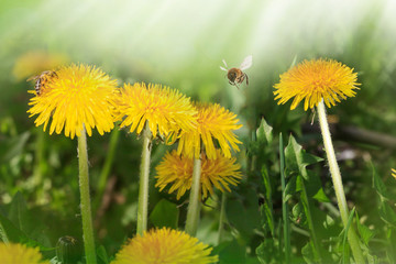 Dandelion yellow flower growing in spring time on the green grass with sun rays. Morning time. Space for text. Sping or summer background. fly bee,