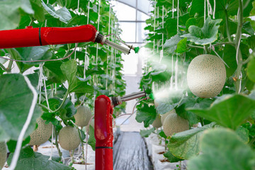 smart robotic farmers melon in agriculture futuristic robot automation  work to spray chemical or...