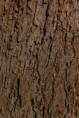 Japanese Bark Background 