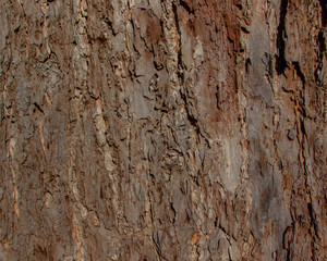 Japanese Bark Background 