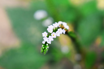 blue flowers in garden
