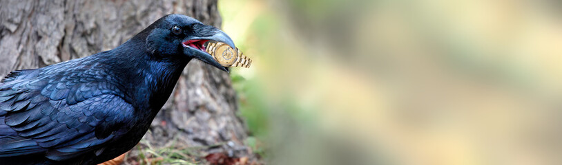 crow stole the watch on nature background. filch. panoramic view