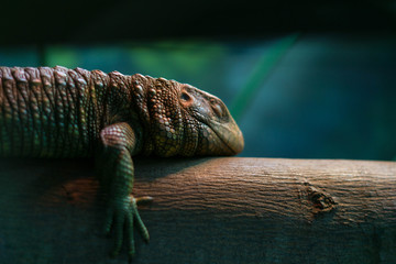 green sleeping iguana on a tree
