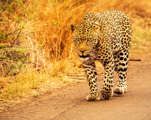 Huge male leopard strolling down the road patrolling his territory