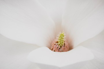 Obraz premium Spring Flowers