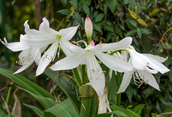 beautiful flowers in nature in the botanical garden