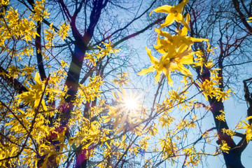 yellow forsythie in the spring sunbeam