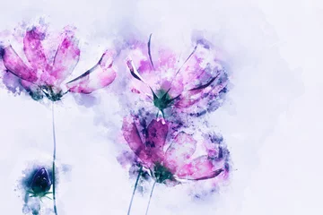 Poster Im Rahmen Digital watercolor painting of pink cosmos flowers © Nithid Sanbundit