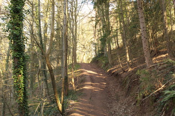 path in the forest