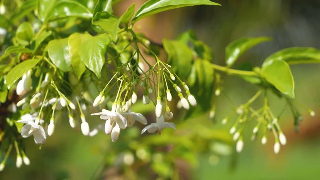 Close up Wrightia religiosa Benth flowers swing by the wind