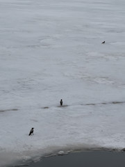 Fototapeta premium Several birds in the snow in early spring on the river Bank