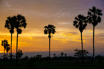 Silhouette tree morning sunrise colorful sky